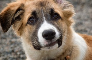 enhanced-buzz-11463-1308596800-21